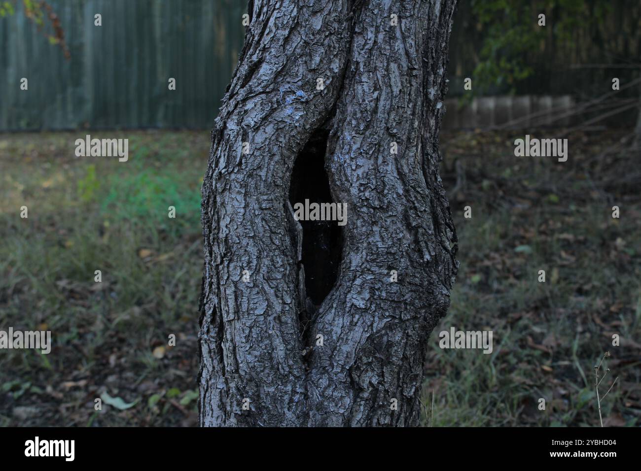 Un trou vertical dans l'arbre crée une composition intrigante, mettant en valeur la texture de l'écorce et la structure du bois. Banque D'Images