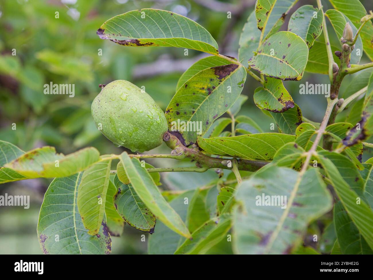 Pommes vertes non mûres dans la branche. Variété asturienne pour la production de cidre, Villaviciosa, Principauté des Asturies, Espagne Banque D'Images