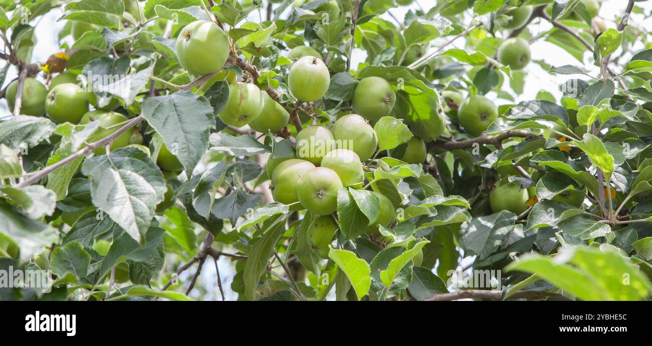 Pommes vertes non mûres dans la branche. Variété asturienne pour la production de cidre, Villaviciosa, Principauté des Asturies, Espagne Banque D'Images