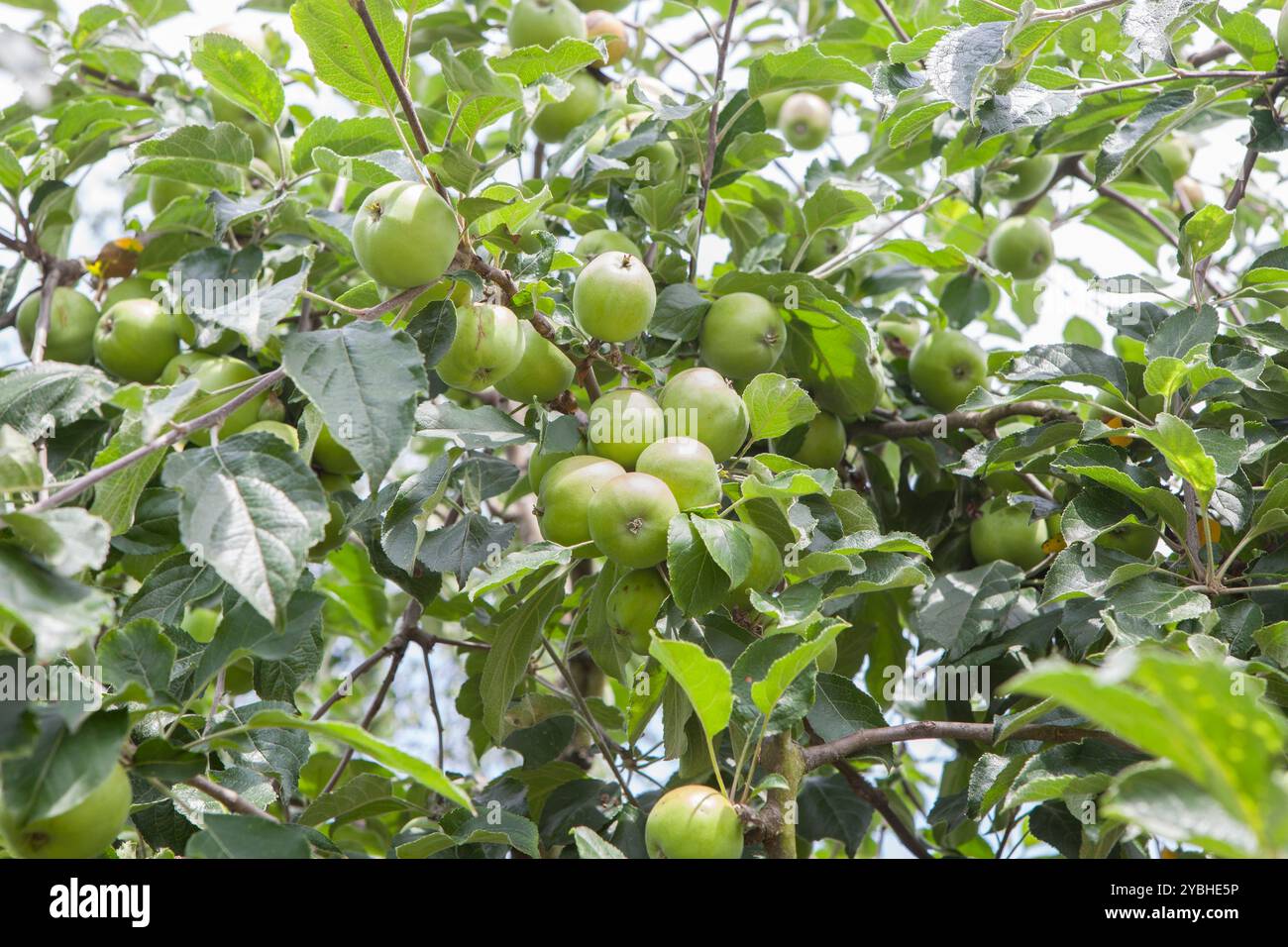 Pommes vertes non mûres dans la branche. Variété asturienne pour la production de cidre, Villaviciosa, Principauté des Asturies, Espagne Banque D'Images