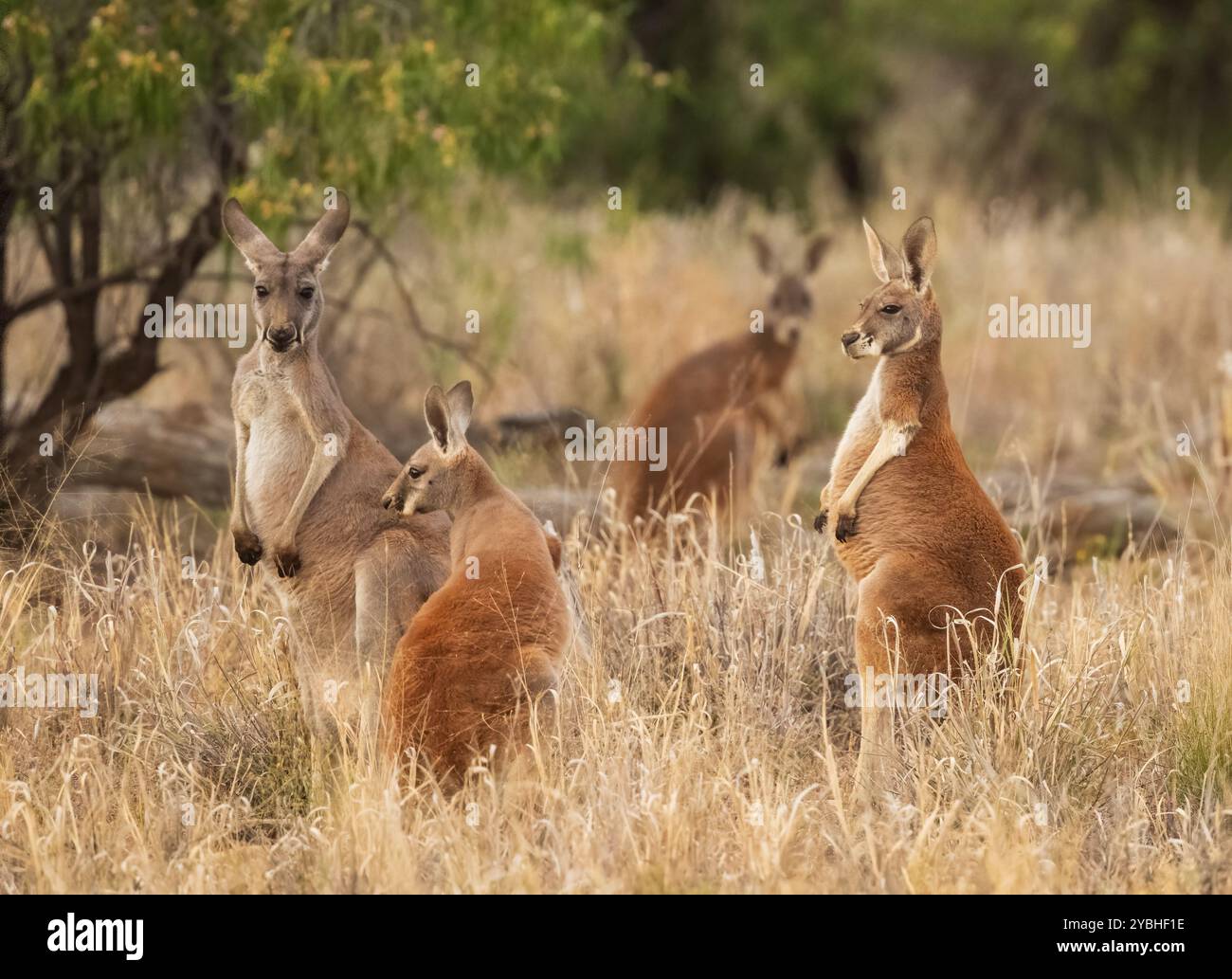 Rassemblement de kangourou dans le Bush dans l'outback du Queensland, Australie. Banque D'Images