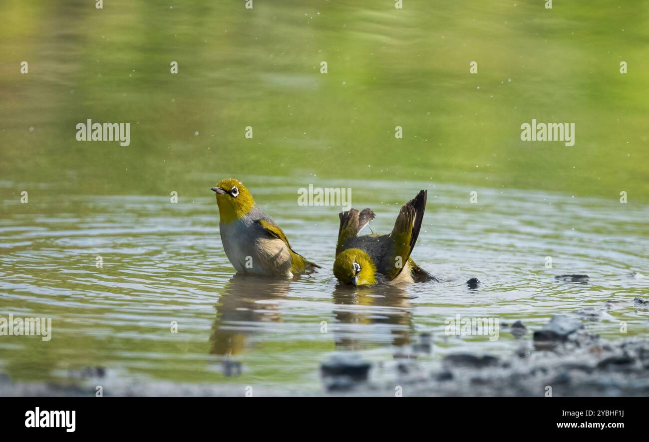 Silvereye ( capricorn Silvereye ) baignant dans une flaque d'eau de pluie en Australie. Banque D'Images