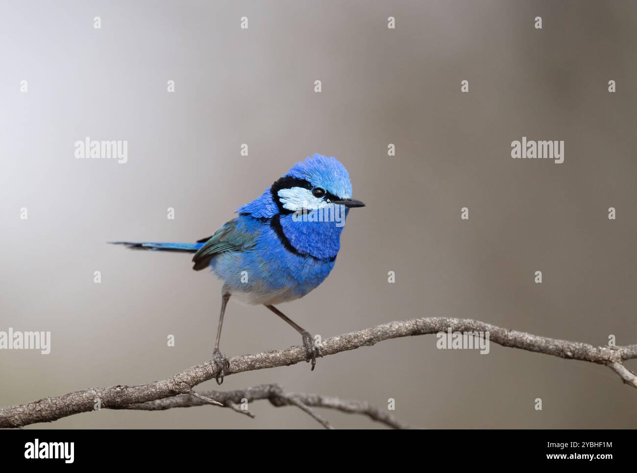 Splendide Wren de fée (Malurus splendens) magnifique Wren bleu perché sur une petite branche dans l'outback du Queensland. Banque D'Images