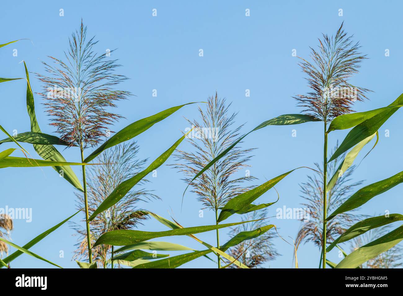 Roseau commun Phragmites australis. Fourrés de troncs de canne vert moelleux contre un ciel bleu. Gros plan. Concept nature pour le design. Banque D'Images