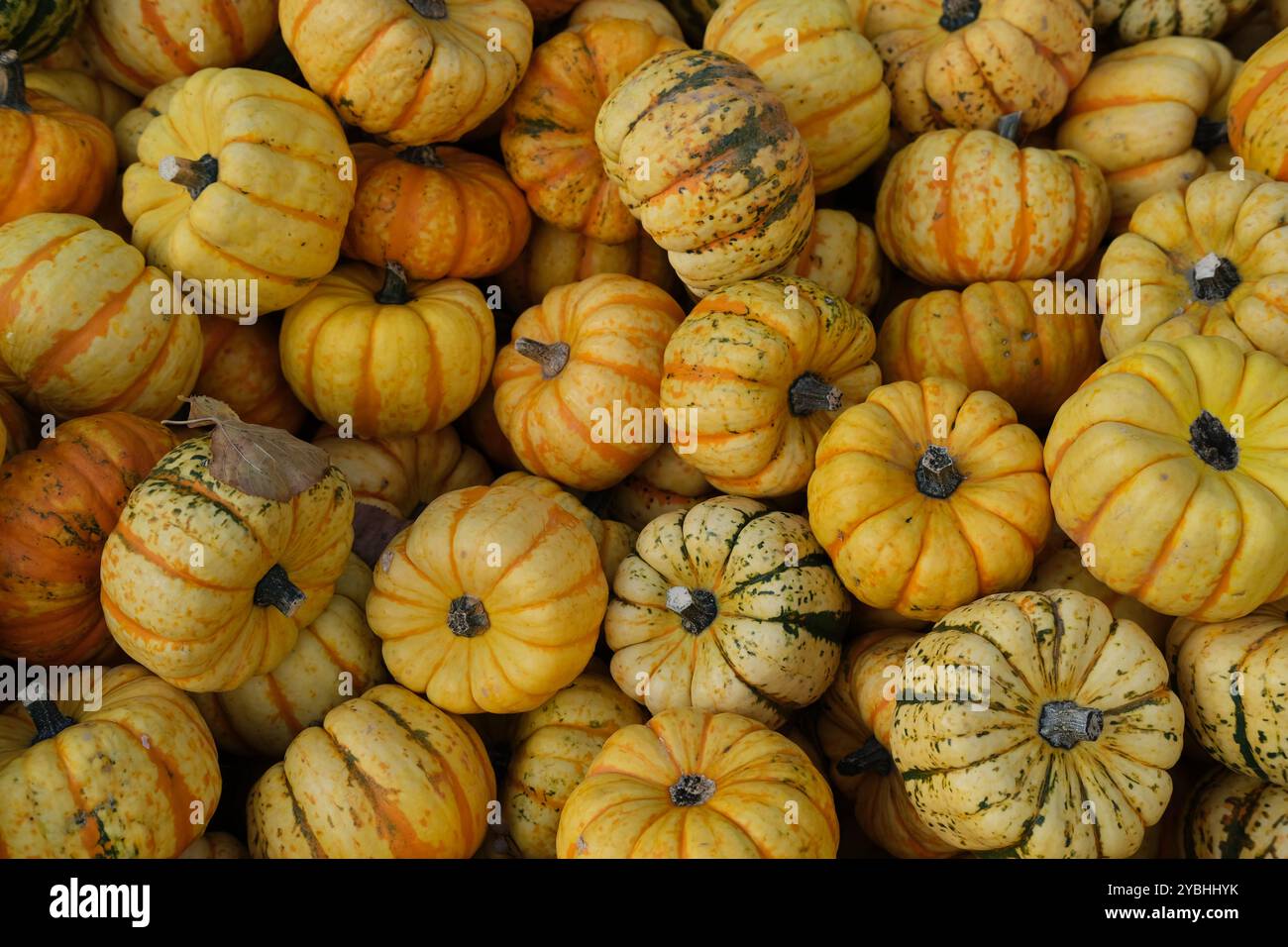 Une pile de courges et citrouilles exclusivement « pâtisseries » exposées dans une lumière diffuse et nuageuse Banque D'Images