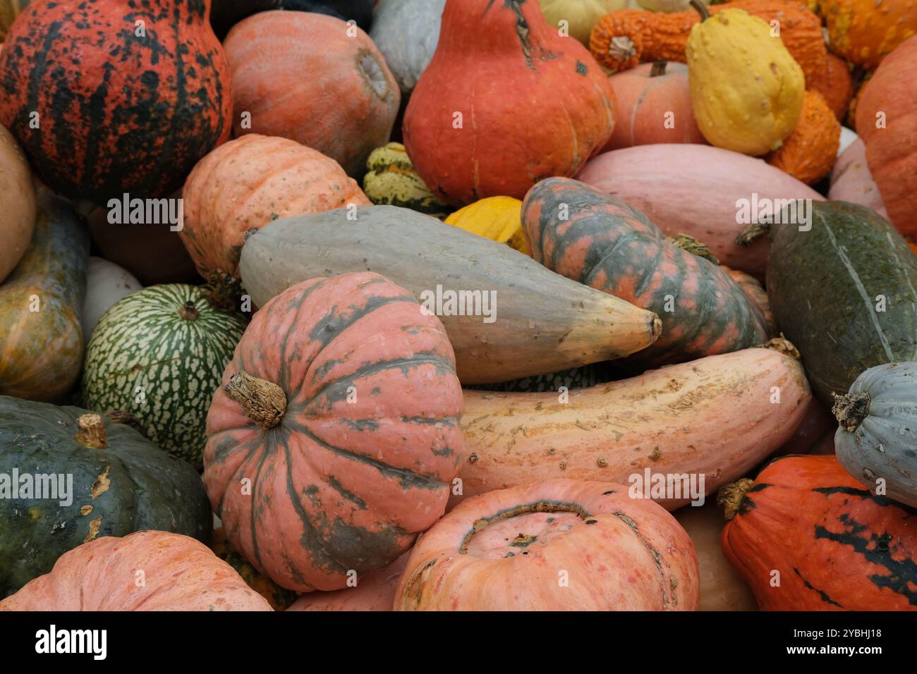 Un tas de citrouilles / courges de taille moyenne assorties, variées et variées, exposées dans un éclairage diffus et couvert Banque D'Images