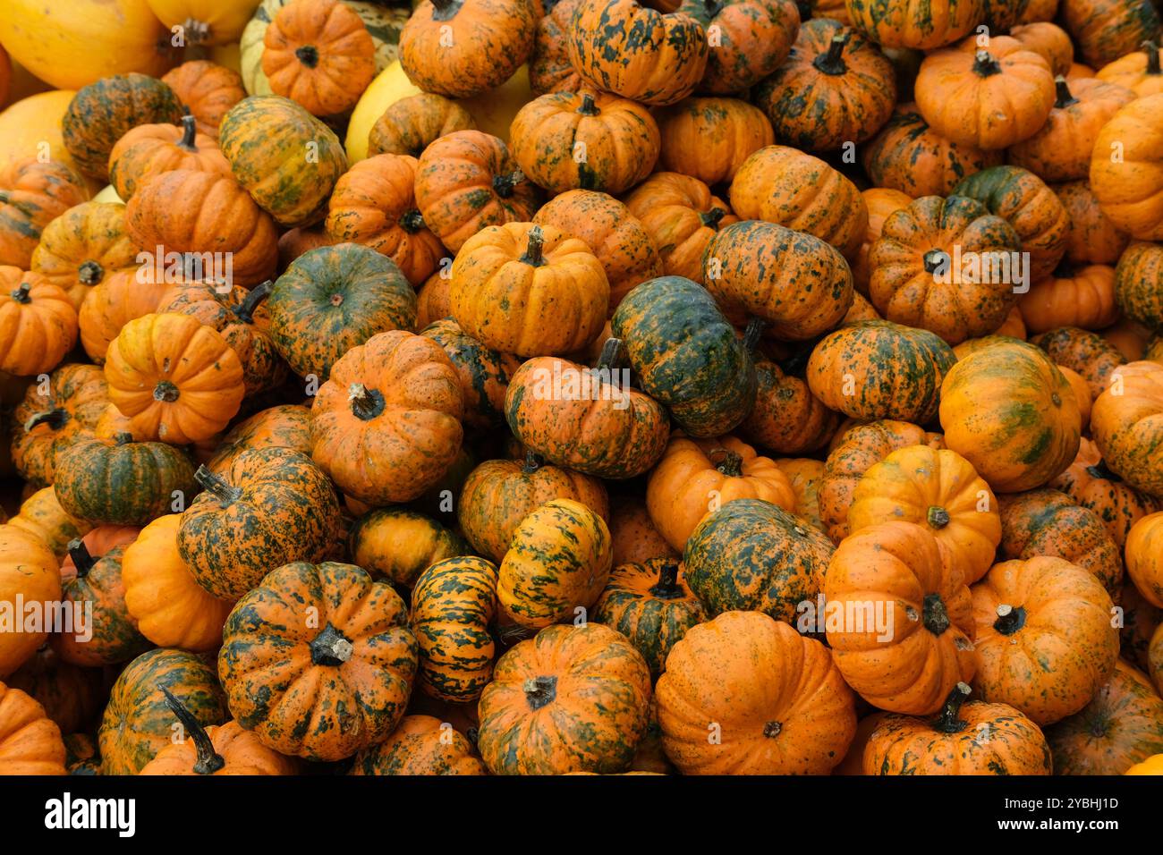 Une pile de courges et citrouilles de variété principalement « mandarine » exposées dans une lumière diffuse et couverte Banque D'Images