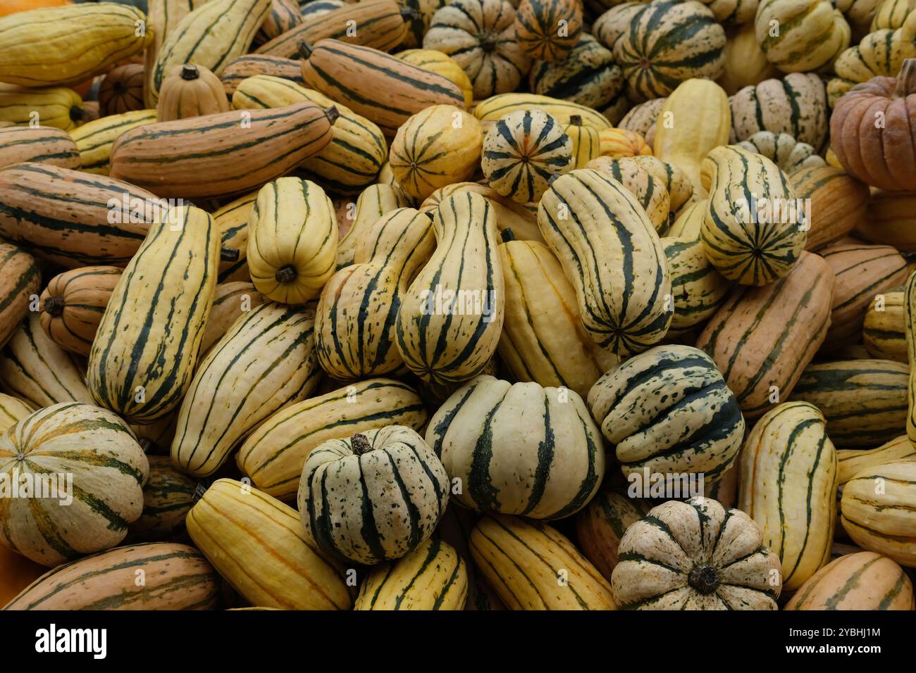 Une pile de courges / citrouilles de variété principalement 'Delicata' exposées en lumière diffuse, nuageuse Banque D'Images