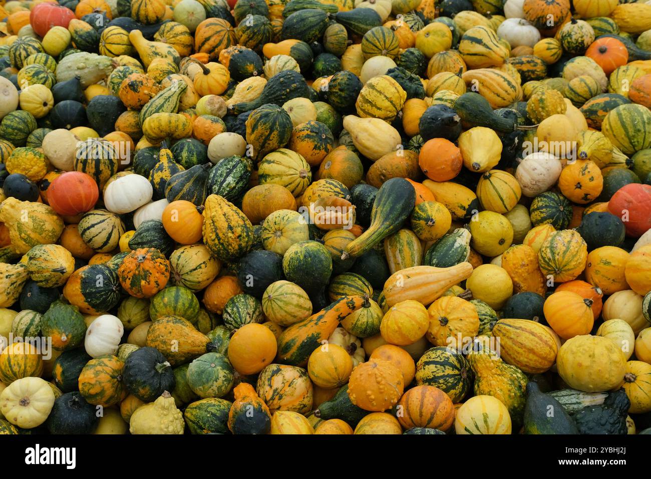 Une grande quantité de Mini citrouilles décoratives, courge affichée en diffusion, lumière nuageuse, avec un morceau pourri au milieu Banque D'Images