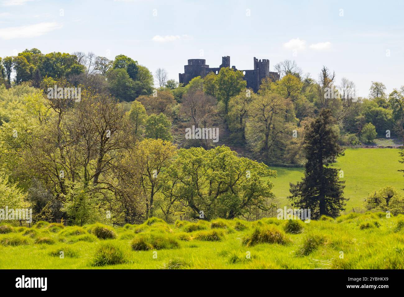 Château de Dinefwr près de Llandeilo, Carmarthenshire, pays de Galles. Mai. Banque D'Images