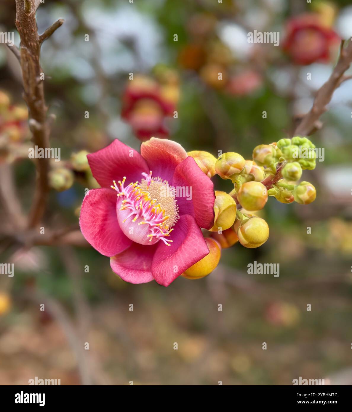 Couroupita guianensis , fleur d'arbre à boule de cannonciateur , tourné à la citadelle impériale de Hué , Centre du Vietnam - Image de stock capturée avec un smartphone