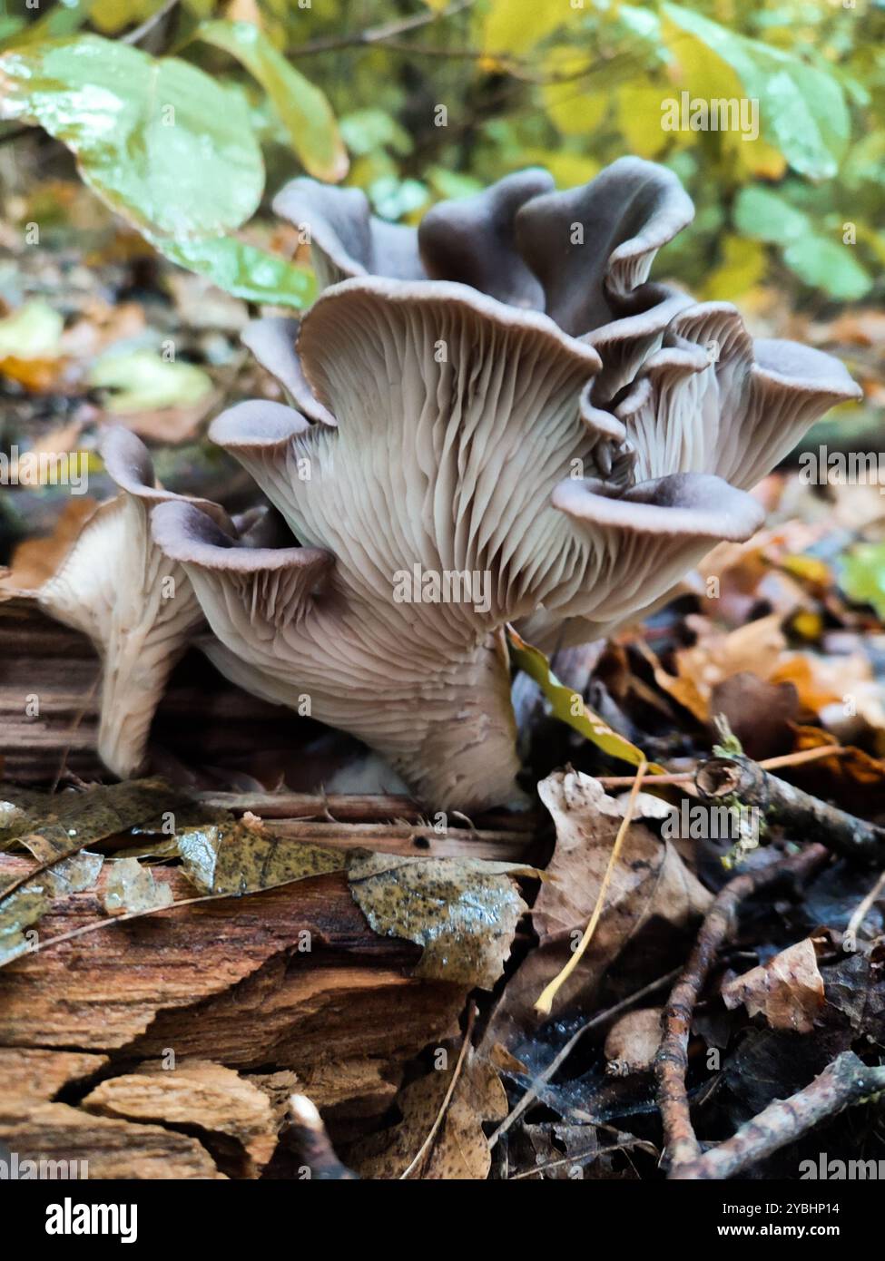 Champignons à huîtres Pleurotus ostreatus, Agaricus ostreatus Jacq., Crepidopus ostreatus Gray, champignon sauvage en forêt d'automne, champignons comestibles - Image de stock capturée avec un smartphone