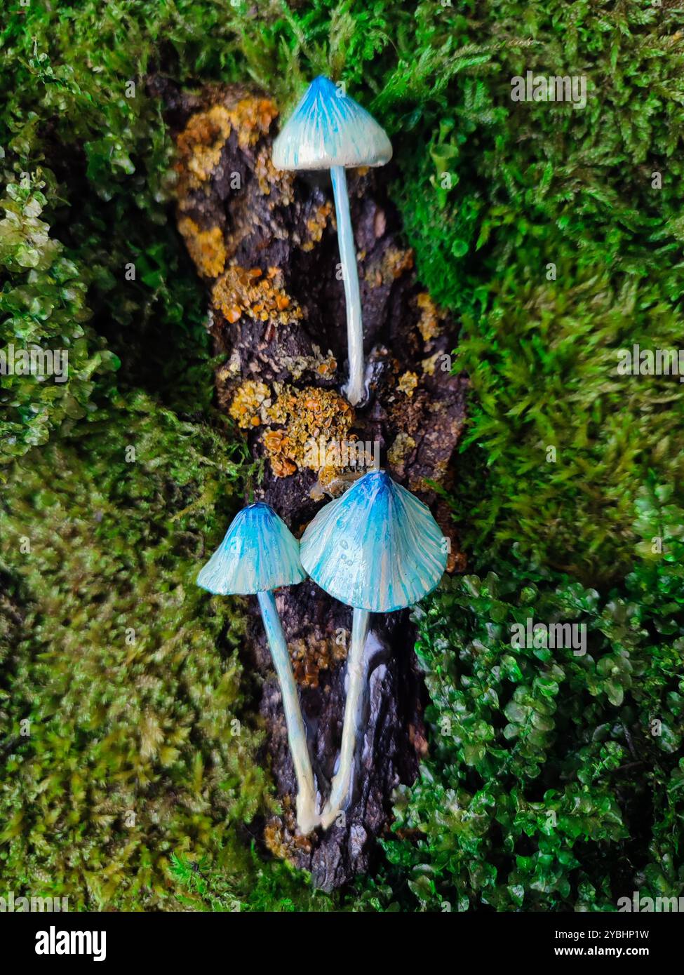 Panneau de mousse avec champignons bleus, cadre noir de lichen de mousse préservé vert, Art mural de petits champignons, champignon d'argile fait à la main, décor botanique Banque D'Images