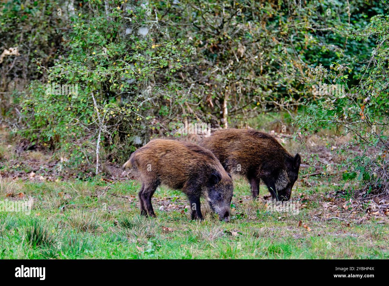 France, Indre (36), Berry, Brenne, Parc naturel, sanglier Banque D'Images