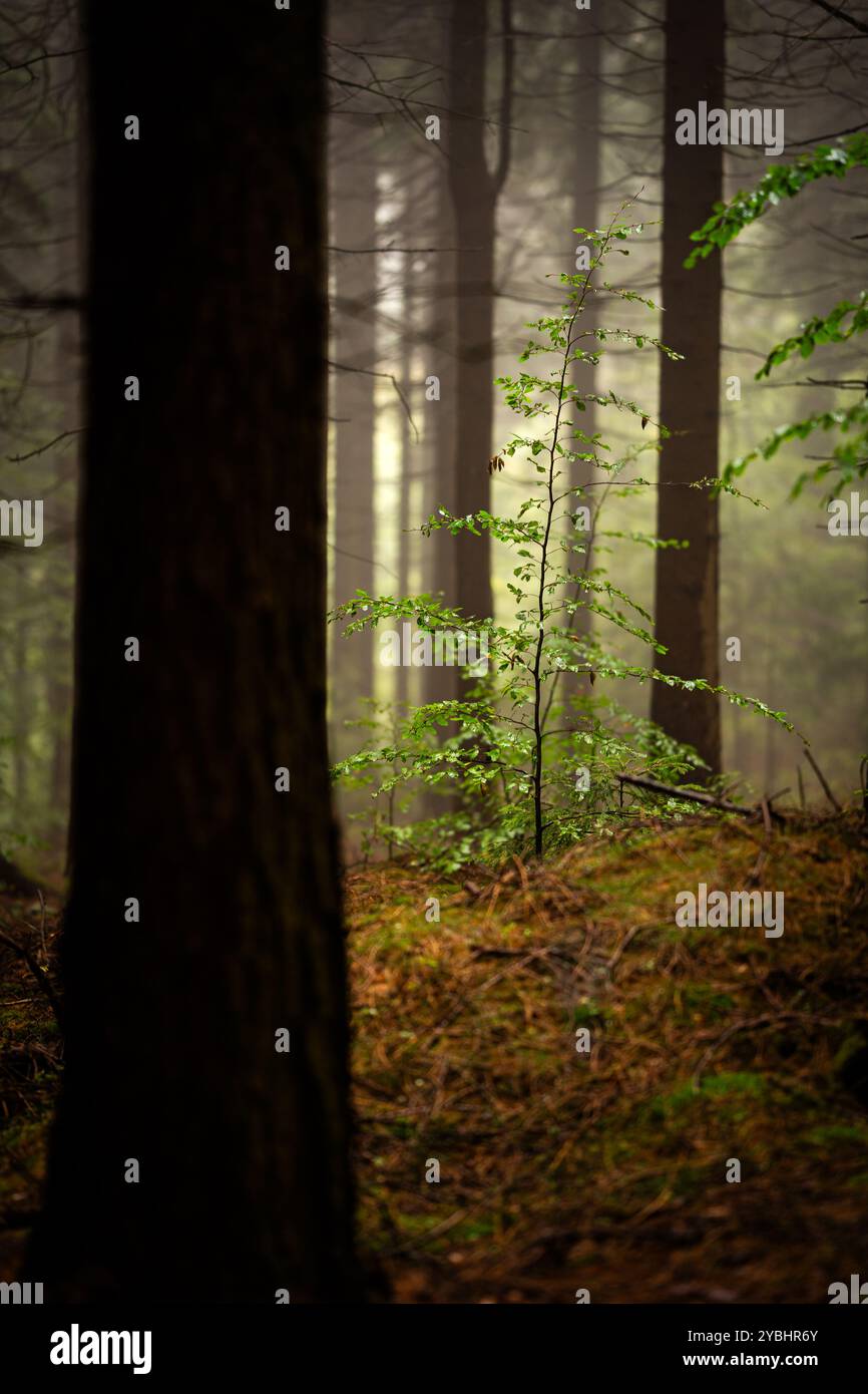 Forêt magique et sombre pendant une lumière matinale brumeuse avec la meilleure atmosphère mystique dans le nord de la Bohême. Banque D'Images