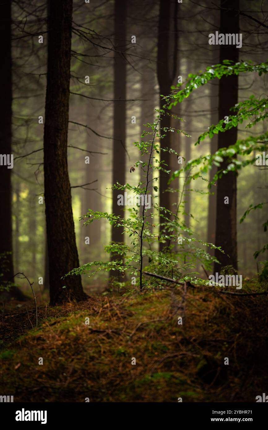 Forêt magique et sombre pendant une lumière matinale brumeuse avec la meilleure atmosphère mystique dans le nord de la Bohême. Banque D'Images