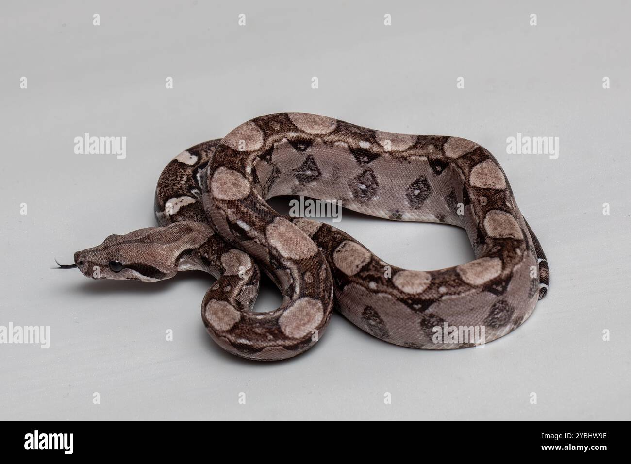 Boa Constrictor Snake sur fond gris - reptile exotique Banque D'Images