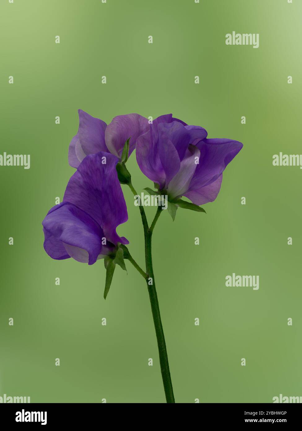 Gros plan de fleur de pois Lathyrus odoratus 'Noel Sutton' sur fond vert diffus Banque D'Images