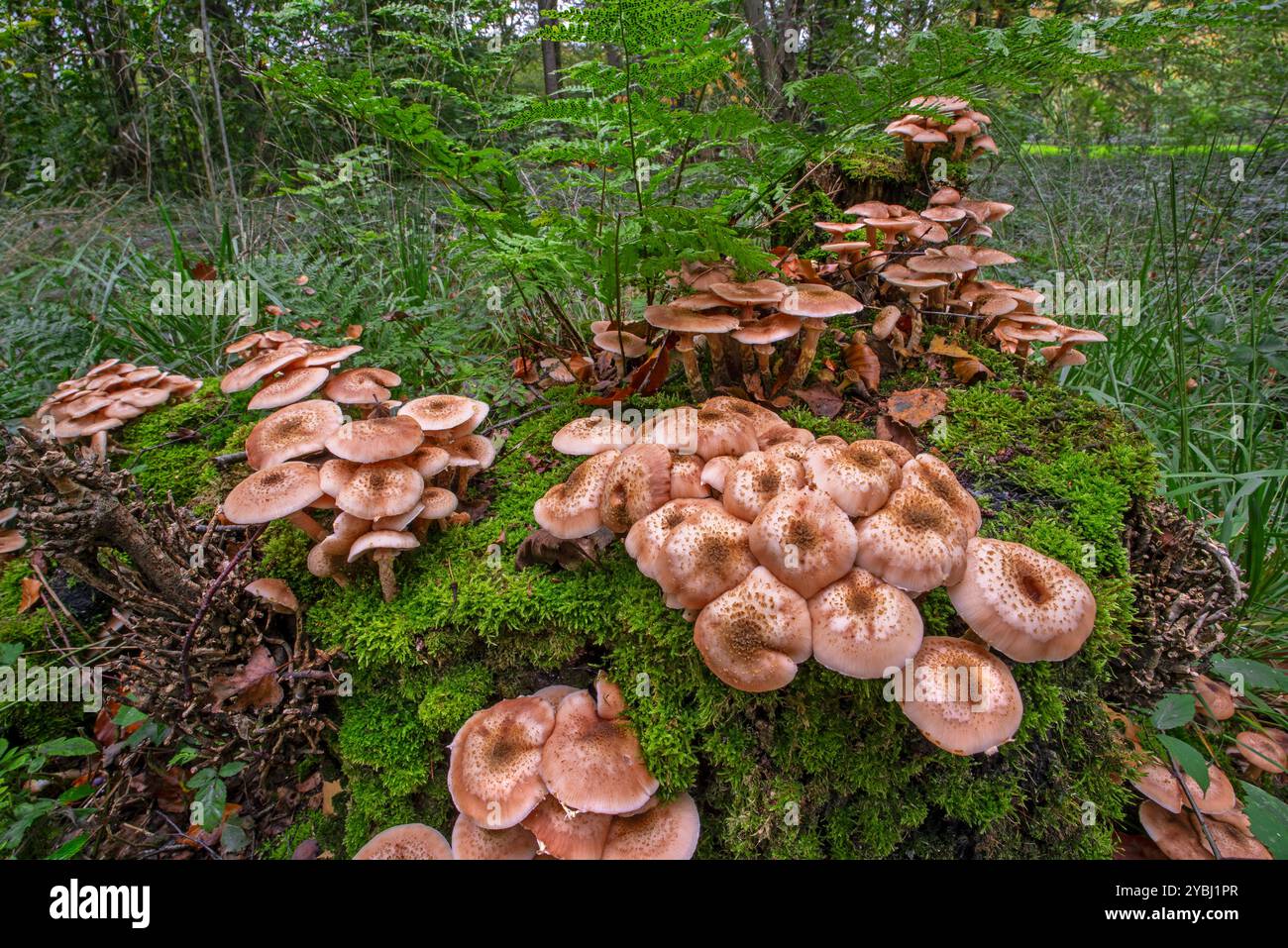 Champignon du miel foncé / champignon humongeux (Armillaria ostoyae / Armillaria solidipes) sur souche d'arbre couverte de mousse dans la forêt d'automne / automne Banque D'Images