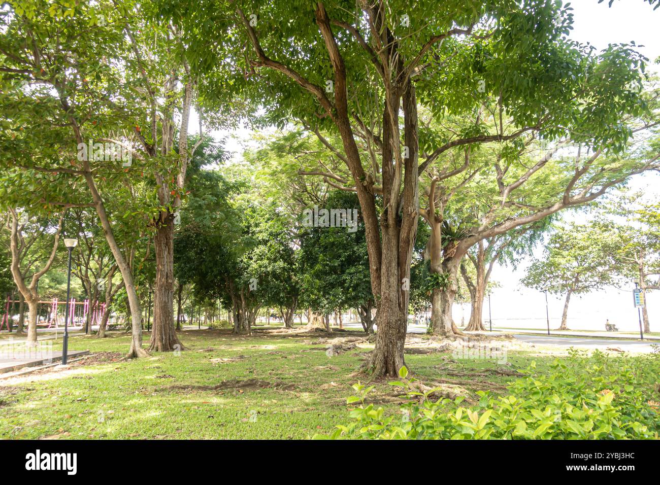 Arbres de la forêt tropicale dans East Coast Park, Singapour, Asie Banque D'Images