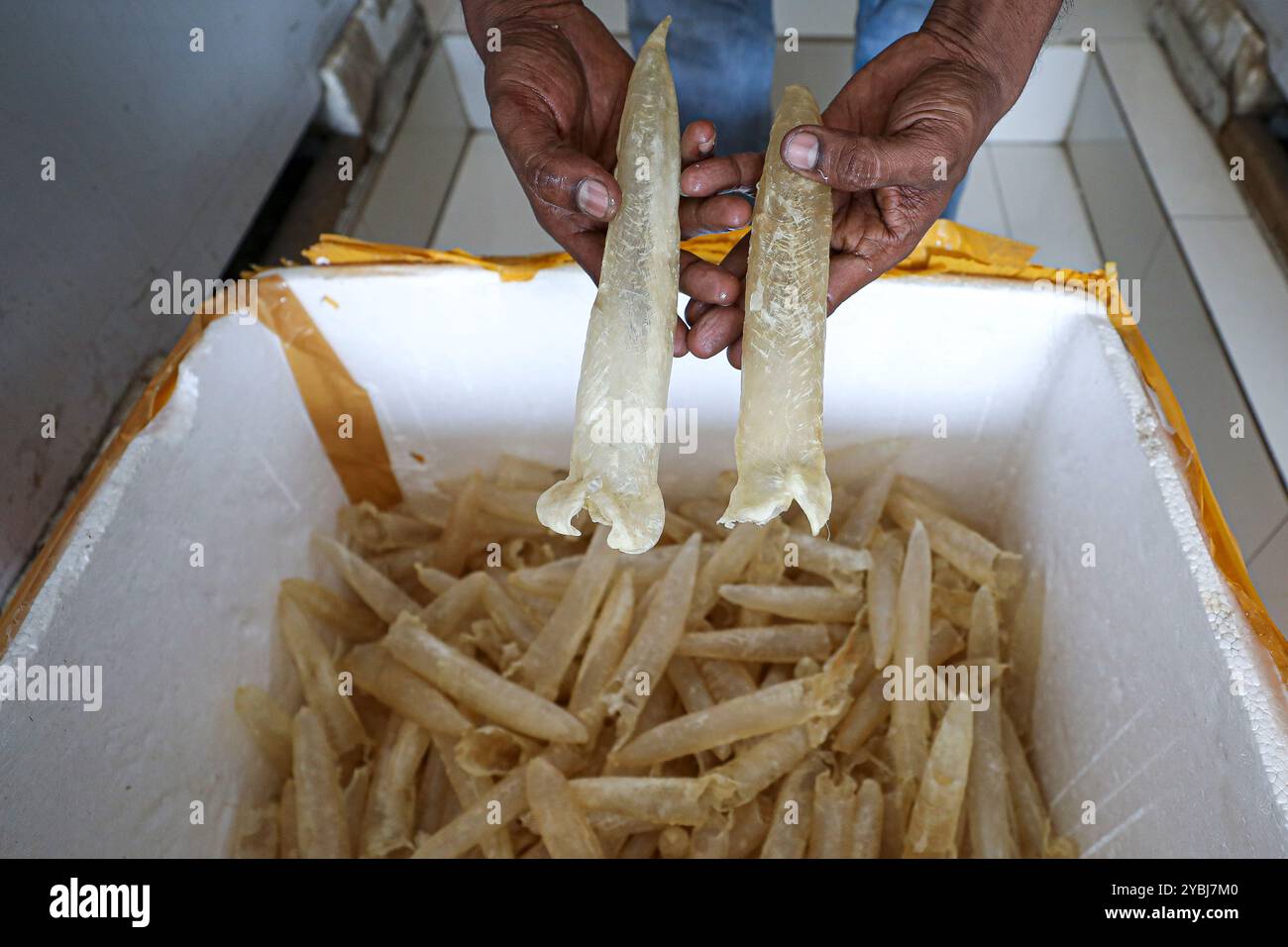 Des vessies de poisson sont préparées pour la vente. Banque D'Images