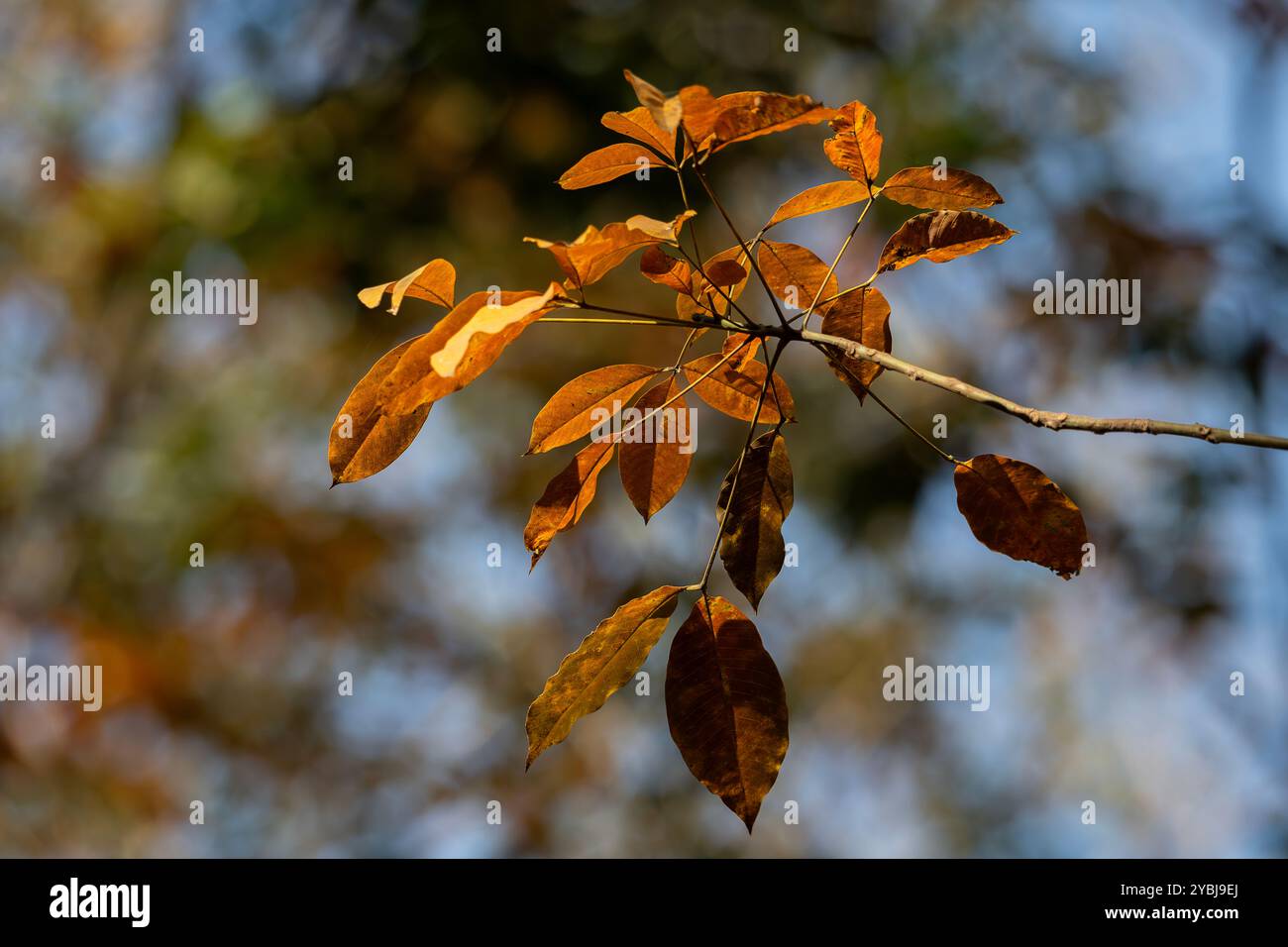 Forêts de caoutchouc en saison de changement de feuilles dans la province de Dong Nai, Vietnam Banque D'Images