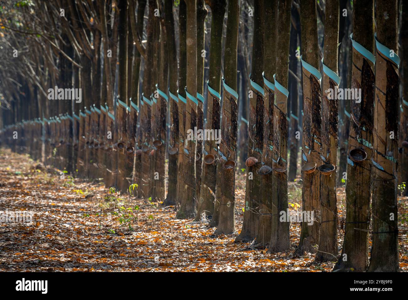 Forêts de caoutchouc en saison de changement de feuilles dans la province de Dong Nai, Vietnam Banque D'Images