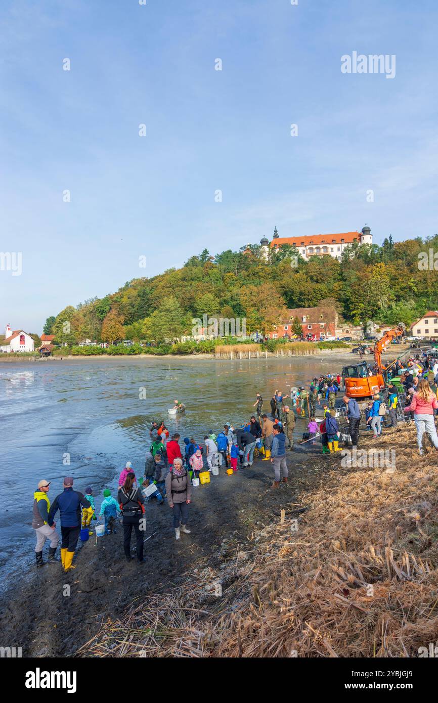 Sitzenberg-Reidling : Abfischfest (fête de la pêche de la carpe) à l'étang Schlossteich, les carpes sont retirées des filets à poissons et placées dans des baignoires, Schloss Sitzenberg Banque D'Images