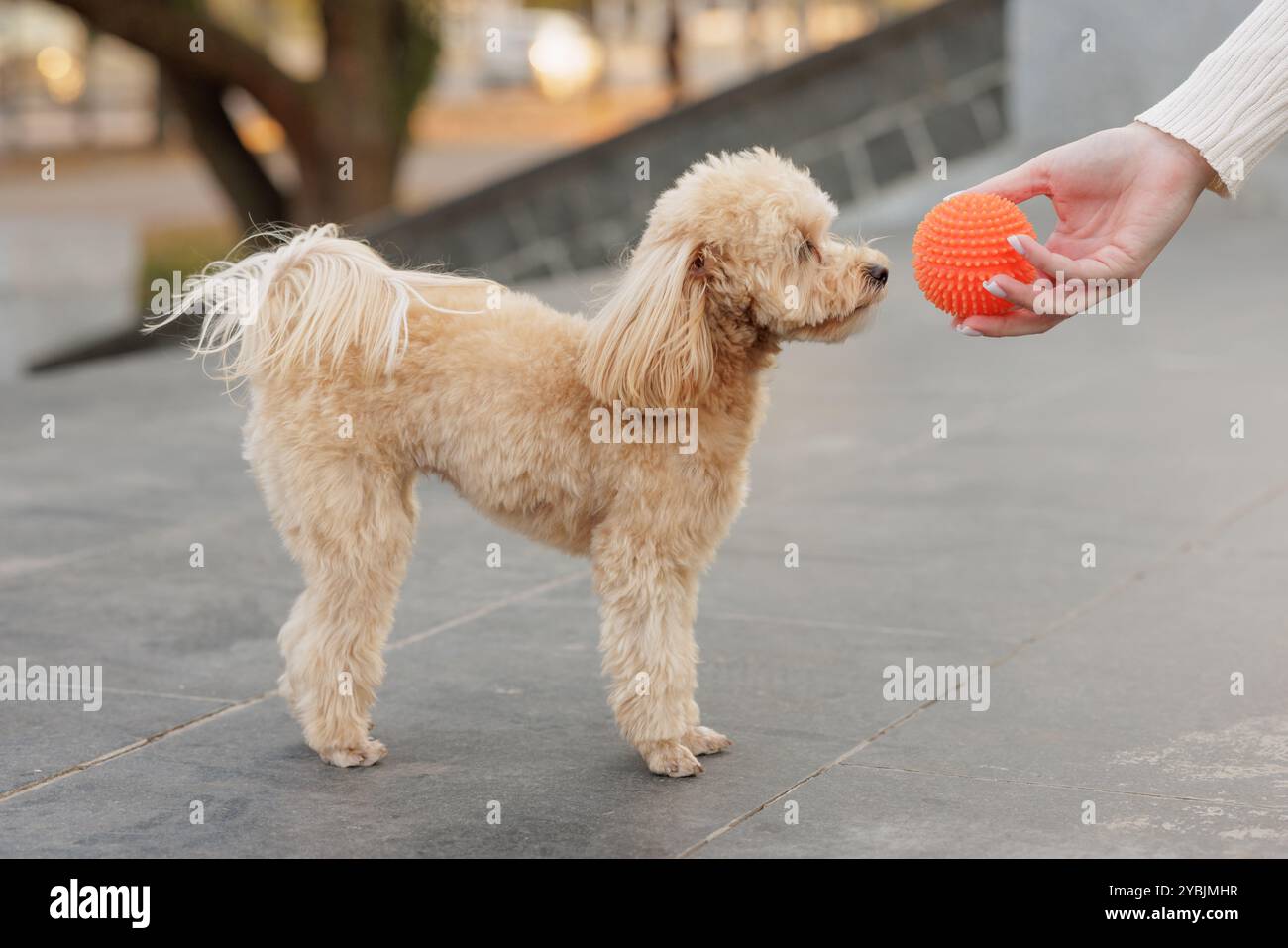 Jeune fille profitant du temps à l'extérieur avec le chien, jouant au ballon avec le caniche jouet dans le parc, formation de chien Banque D'Images