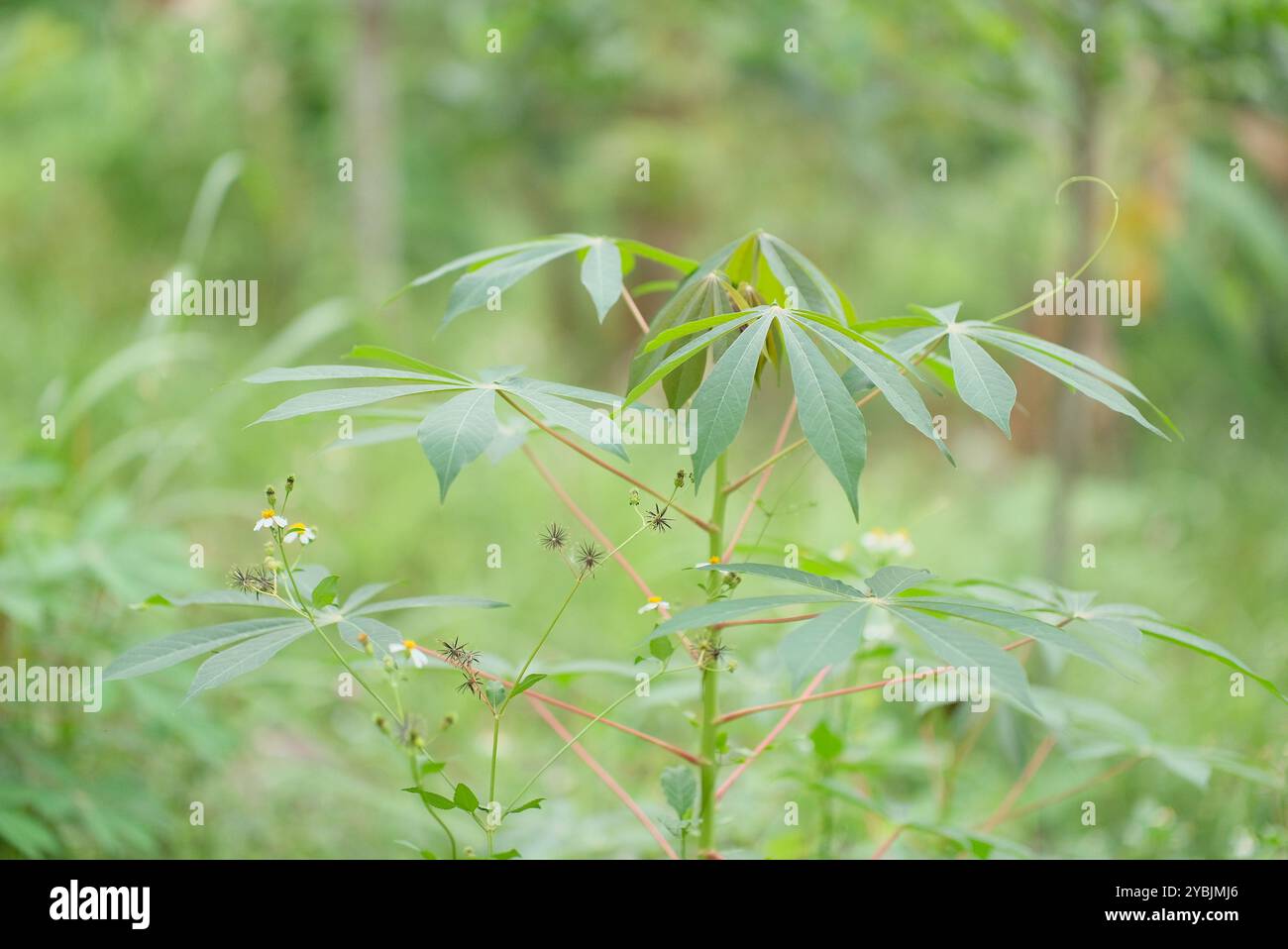 Feuilles de manioc - détail en gros plan des feuilles de manioc. Feuilles de manioc sur fond flou Banque D'Images