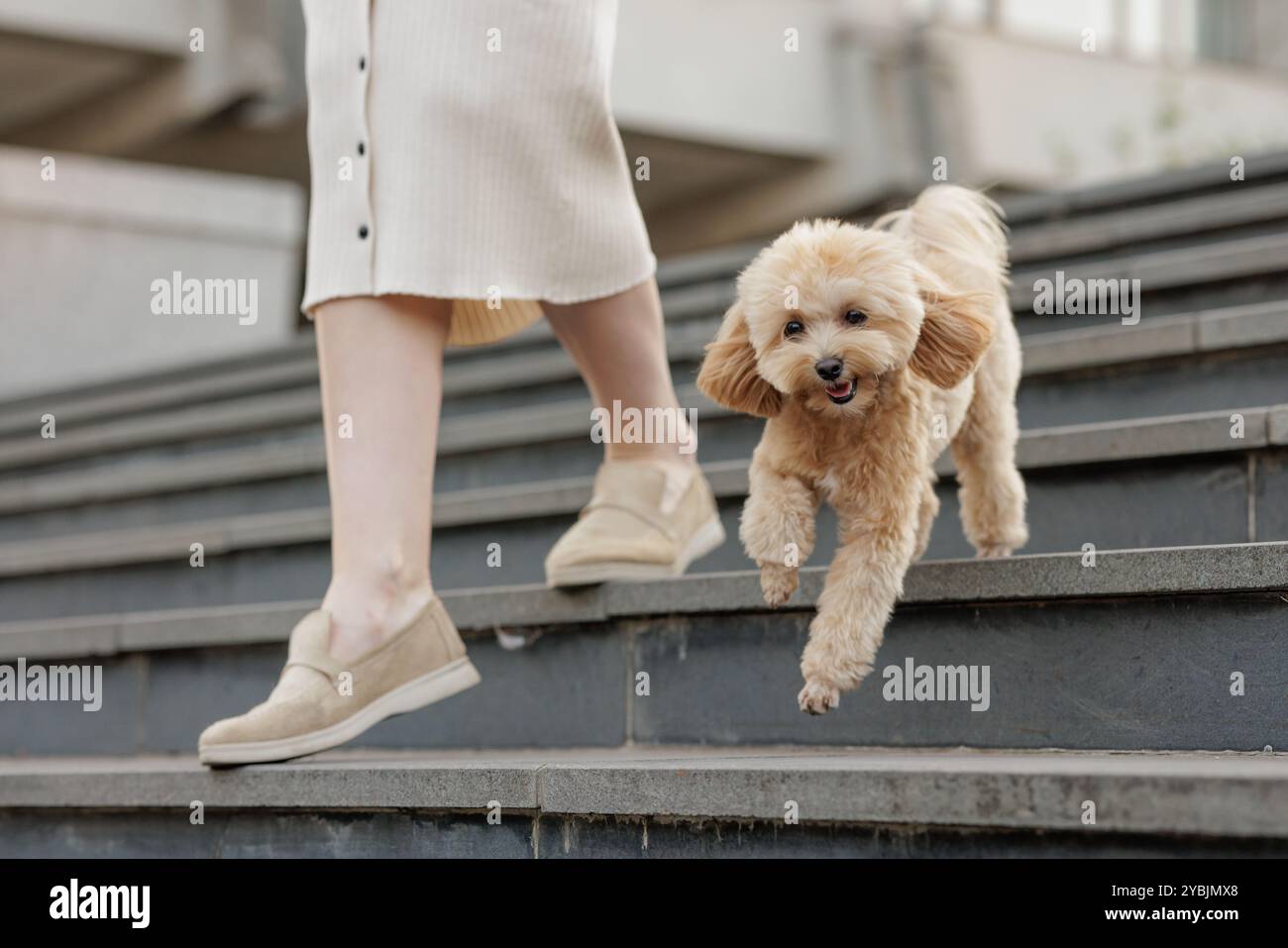 Un petit caniche marron marche à côté d'une personne sur un chemin. Le chien a une fourrure brun clair et un collier. marche de chien Banque D'Images