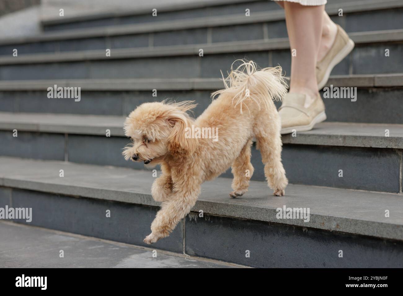 Un petit caniche marron marche à côté d'une personne sur un chemin. Le chien a une fourrure brun clair et un collier. marche de chien Banque D'Images