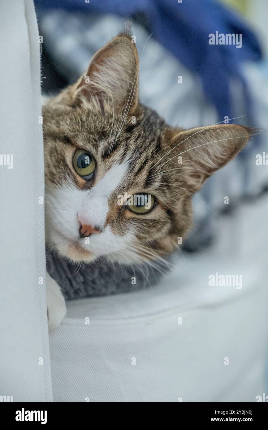 Tabby et chat blanc appelé Coco regardant la caméra alors qu'elle est allongée sur le lit HR, avec un arrière-plan flou. Banque D'Images