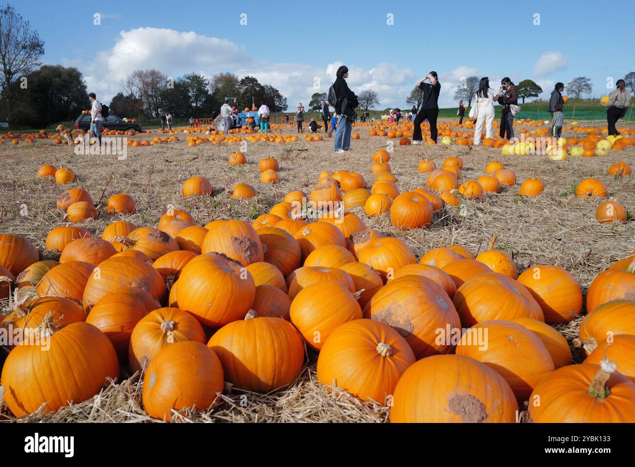 Topsham, Devon, Royaume-Uni. 19 octobre 2024. Les visiteurs qui cueillent des citrouilles au festival de la citrouille qui se tient à Darts Farm. Banque D'Images