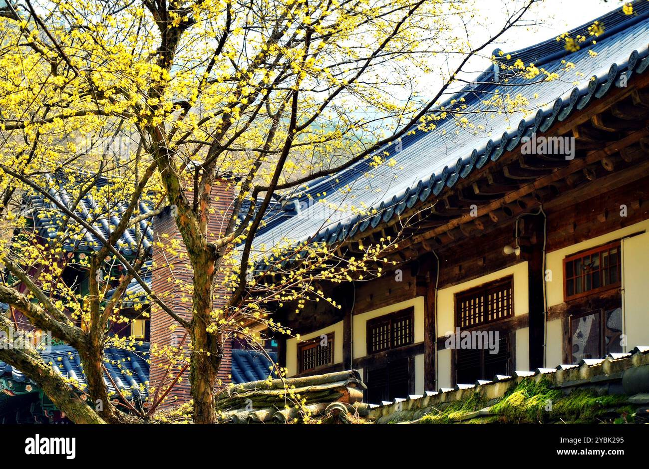 Songgwangsa est un temple du bouddhisme zen situé dans la province de Jeolla du Sud, en Corée du Sud. Fleur de Cornus officinalis qui est une espèce de cornouiller. Banque D'Images