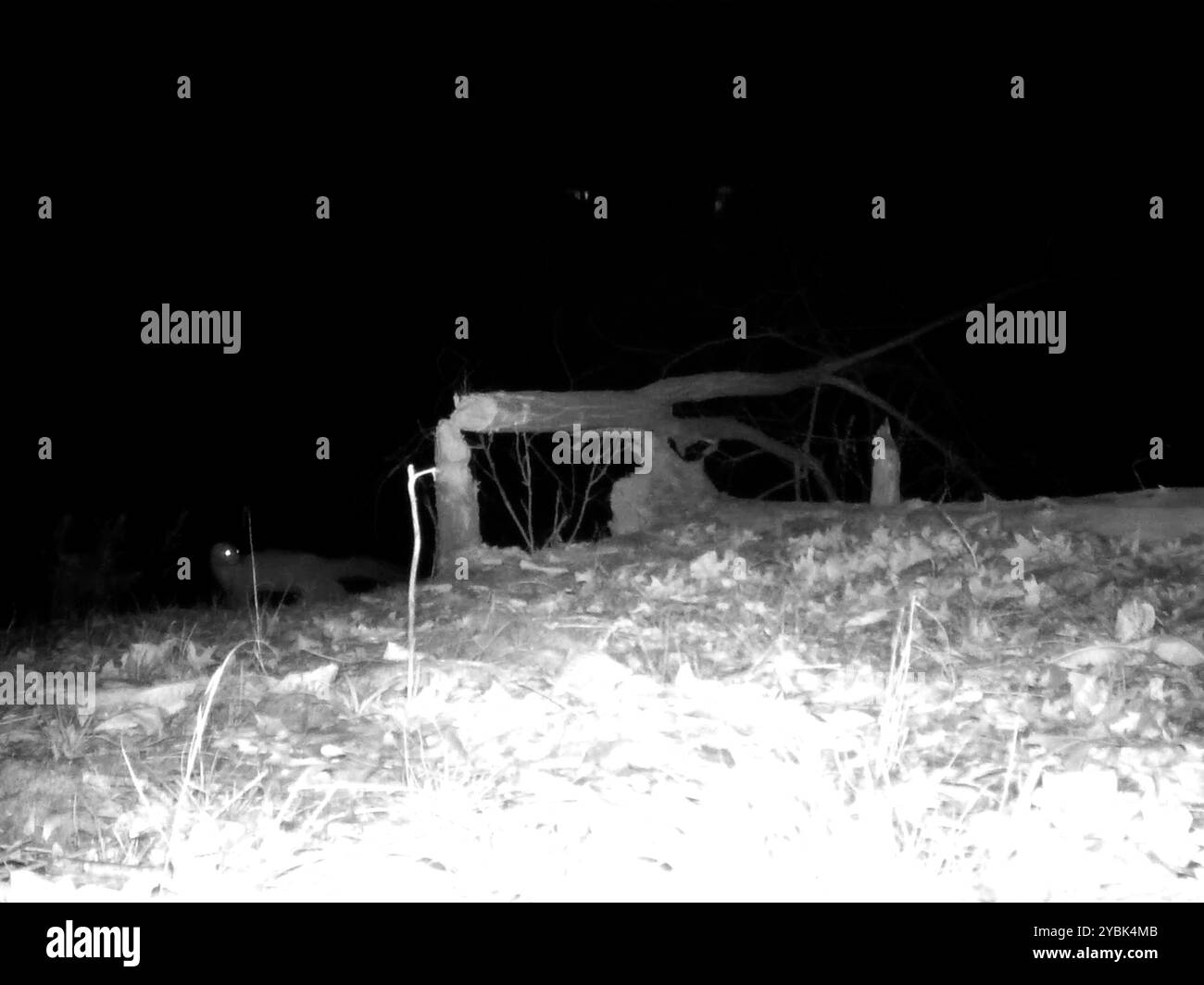 Vison d'Amérique (Neogale vison) Mammalia Banque D'Images