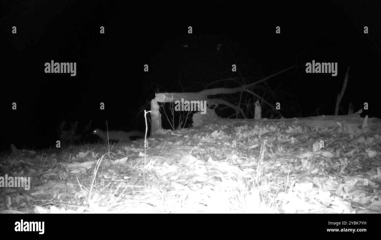 Vison d'Amérique (Neogale vison) Mammalia Banque D'Images