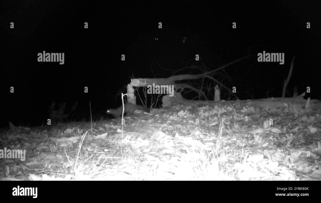 Vison d'Amérique (Neogale vison) Mammalia Banque D'Images