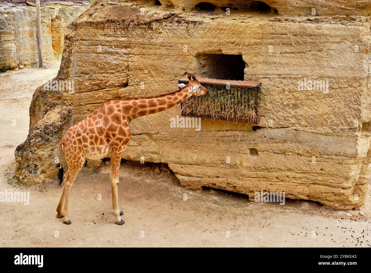 France, Maine-et-Loire (49), doué-la-Fontaine, zoo biopark, girafe Banque D'Images