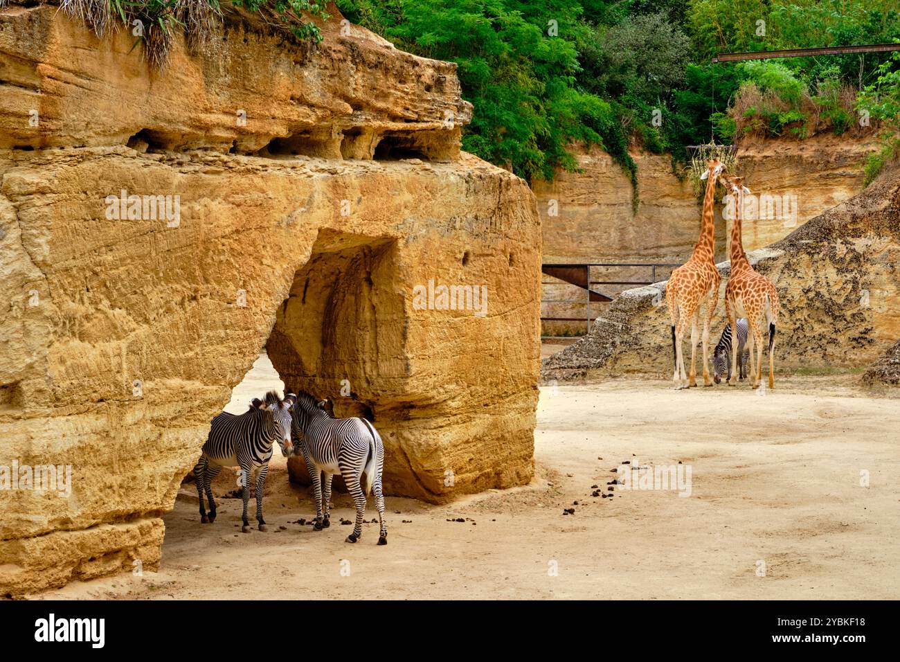 France, Maine-et-Loire (49), doué-la-Fontaine, zoo biopark, girafe et zèbre Banque D'Images