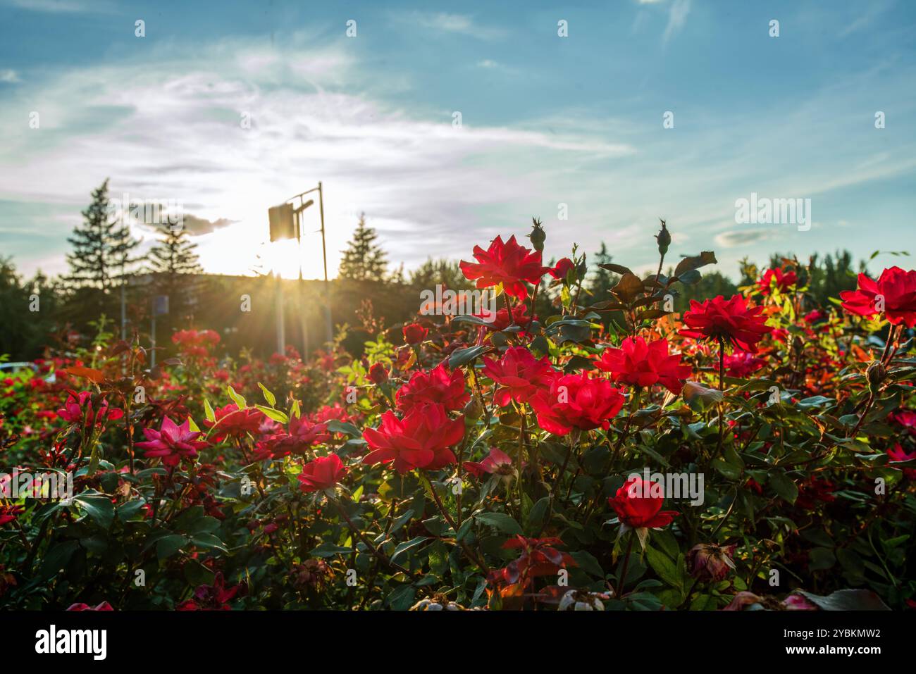 Fleurs étonnantes de rose de thé (thé gybrid) à Londres - banlieue - verdure en ville. Incroyables yeloow rayons de soleil de coucher de soleil! Banque D'Images