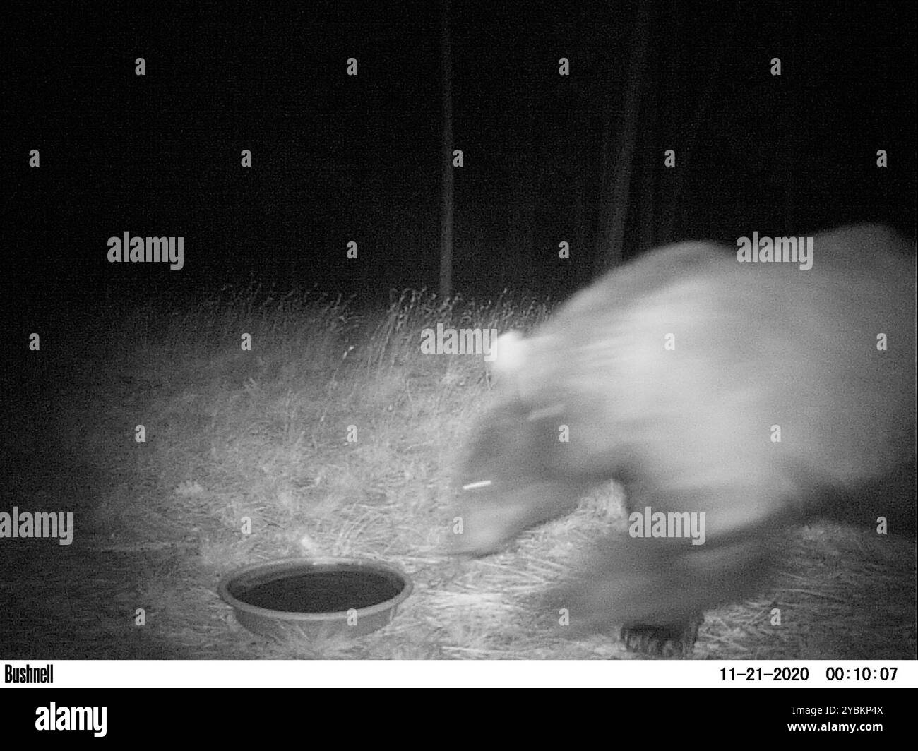 Ours noir d'Amérique (Ursus americanus) Mammalia Banque D'Images