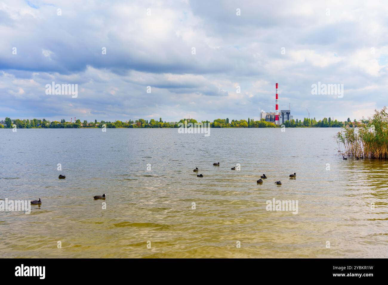 Scène de lac tranquille avec des canards nageant avec une installation industrielle en arrière-plan. Parfait pour la nature et les thèmes de juxtaposition industrielle. Banque D'Images