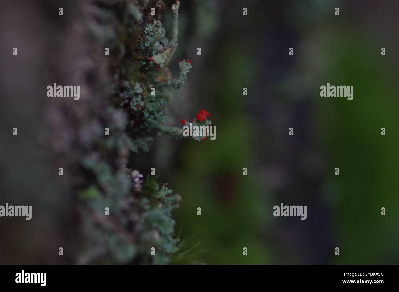 Soldats jouets (Cladonia bellidiflora) champignons Banque D'Images