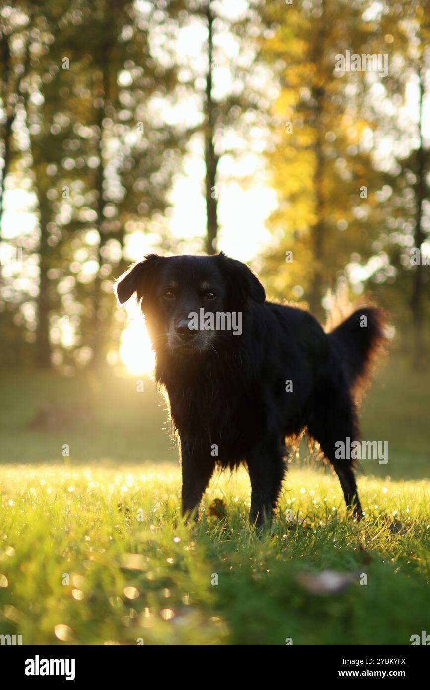 chien croisé noir adopté posant au lever du soleil dans le parc à l'automne Banque D'Images