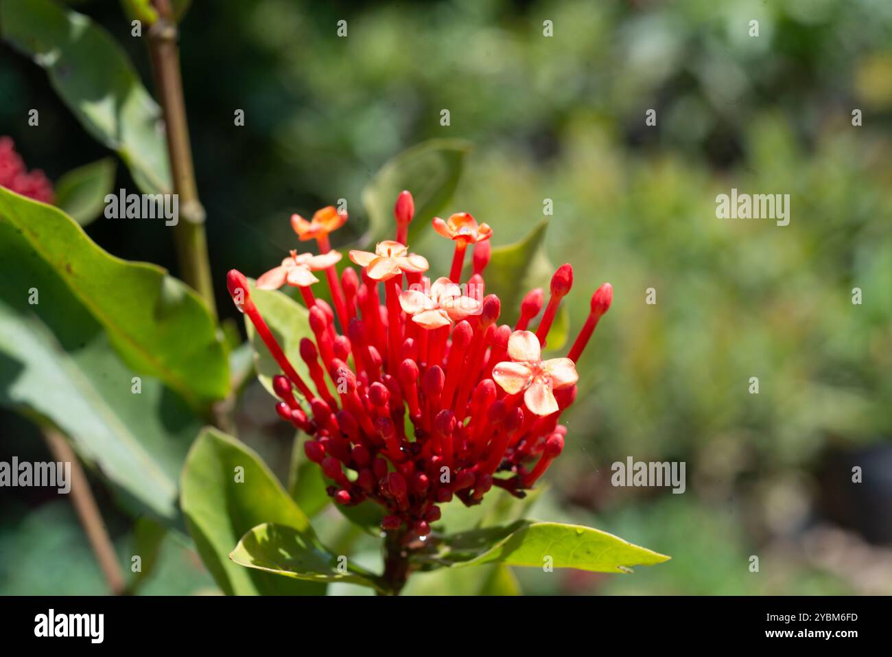 Chinois ixora ( Ixora chinensis ) - Kampala Ouganda Banque D'Images