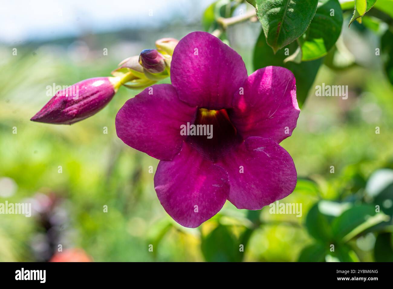 Mauve allamanda ( Allamanda blanchetii ) - Kampala Ouganda Banque D'Images