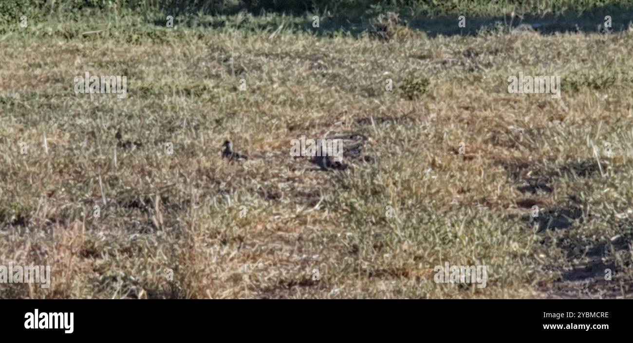 Squatter Pigeon (Geophaps scripta) Aves Banque D'Images