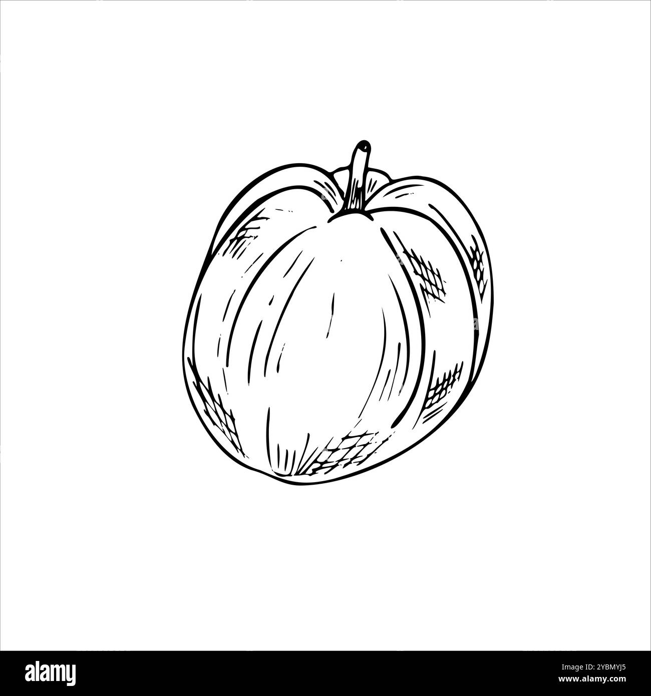 Illustration isolée de vecteur de fruit de goyave entière peinte par des encres noires. Esquisse dessinée à la main de pomme tropicale dans un style graphique réaliste. Elément comestible Illustration de Vecteur