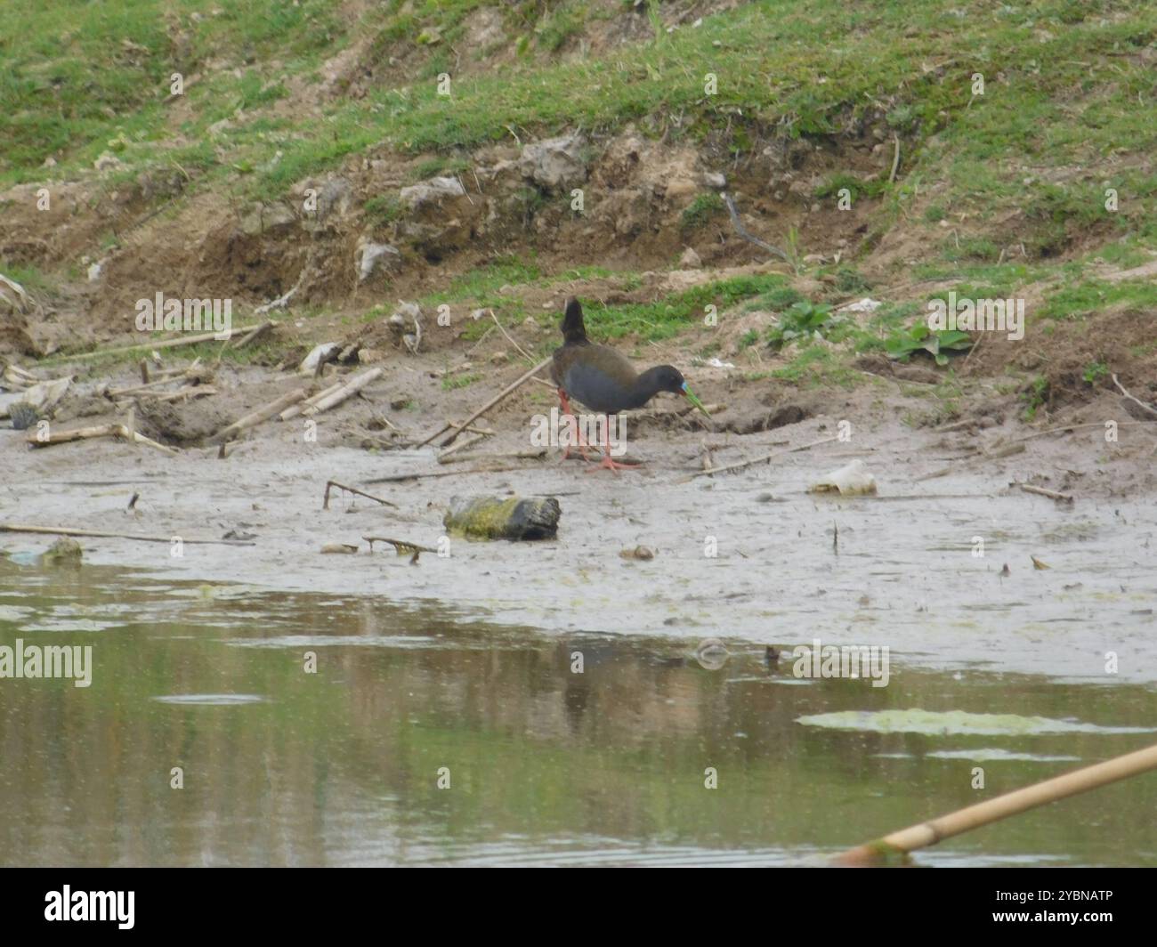 Chemin de fer de Plumbeous (Pardirallus sanguinolentus) Aves Banque D'Images